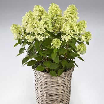 Hydrangea paniculata 'Panflora' (306792)