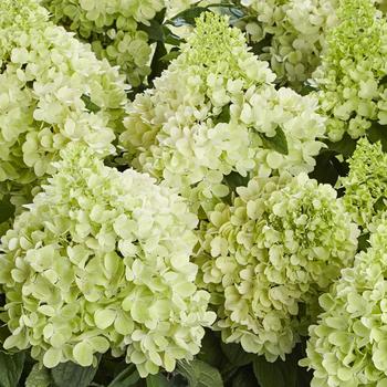 Hydrangea paniculata 'Panorama' (306793)