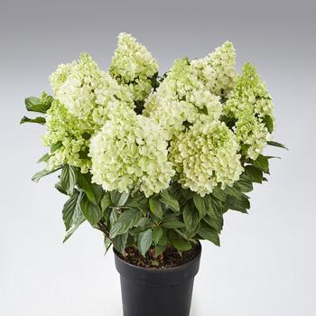 Hydrangea paniculata 'Panorama' (306794)