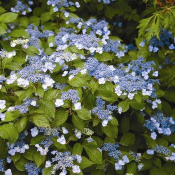 Hydrangea serrata 'Blue Billow' (306795)