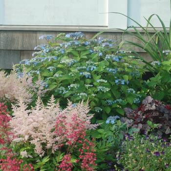 Hydrangea serrata 'Blue Billow' (306796)