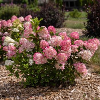 Hydrangea paniculata 'Bailpanthree' PP36526