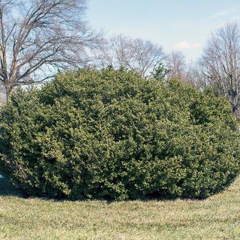 Ilex crenata 'Chilly Willy' (306799)