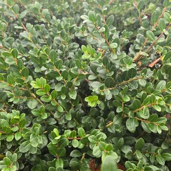 Ilex crenata 'Chilly Willy' (306800)