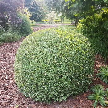 Ilex crenata 'Lucky Marble™' (306801)