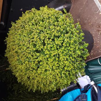 Ilex crenata 'Lucky Marble™' (306802)