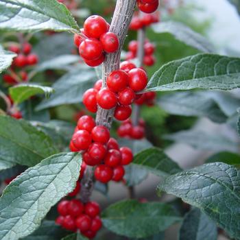 Ilex 'Sweetheart' 