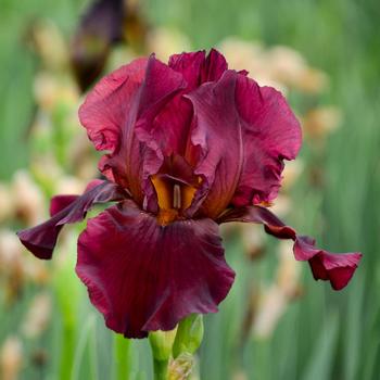Iris germanica 'Bernice's Legacy' (306804)