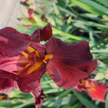 Iris germanica 'Bernice's Legacy' (306805)