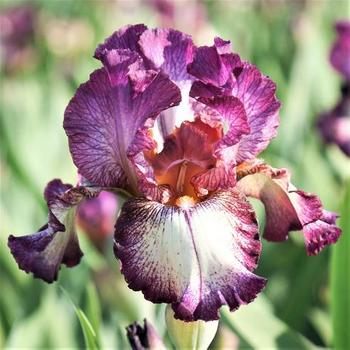 Iris germanica 'Innocent Star' 