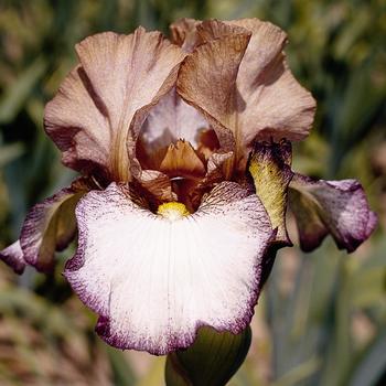 Iris germanica 'Las Vegas' 