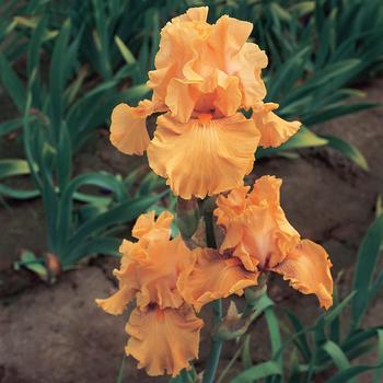 Iris germanica 'Mango Entrée' 