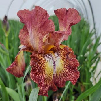 Iris germanica 'Paprika Fono's' 