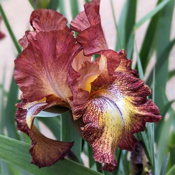 Iris germanica 'Paprika Fono's' (306811)