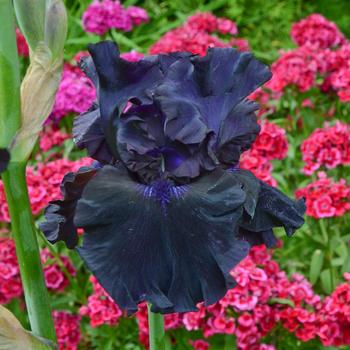 Iris germanica 'Coal Seams' 