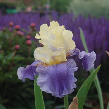 Iris germanica 'Mother Earth' (306813)