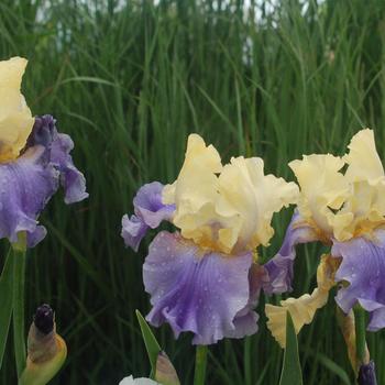 Iris germanica 'Mother Earth' (306814)