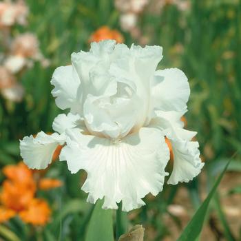 Iris germanica 'Mr. Moonlight' 