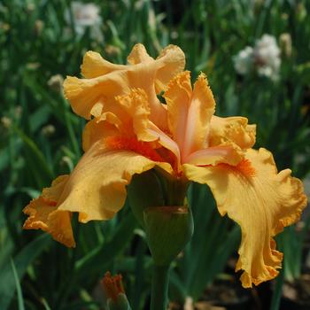 Iris germanica 'Orange Harvest' 