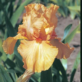 Iris germanica 'Orange Harvest' (306817)
