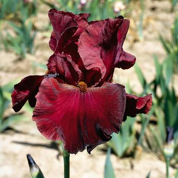 Iris germanica 'Red Masterpiece' 