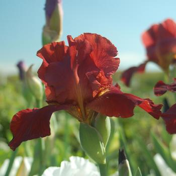 Iris germanica 'Spartan' 