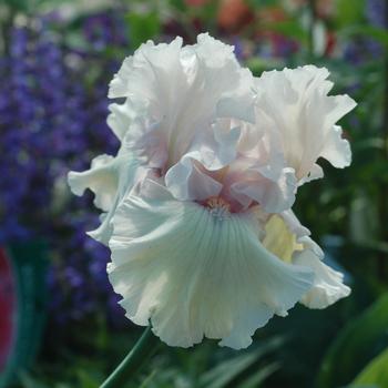 Iris germanica 'Treasured' 