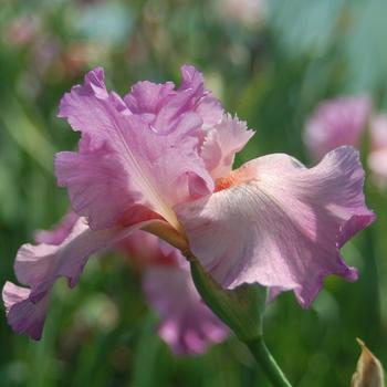 Iris germanica 'Wild Irish Rose' 