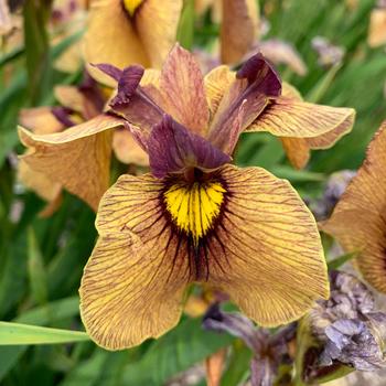 Iris pseudata 'Yarai (Night Thunder)' 