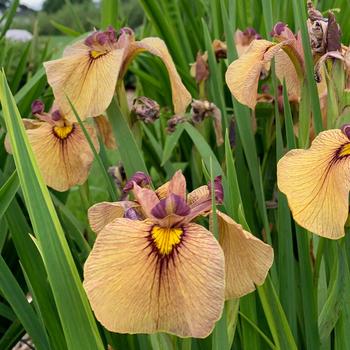 Iris pseudata 'Yarai (Night Thunder)' (306823)