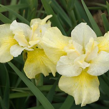 Iris sibirica 'Dance and Sing' (306824)