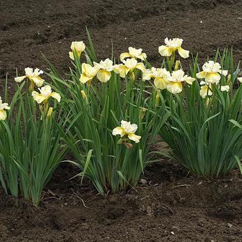 Iris sibirica 'Dance and Sing' (306825)