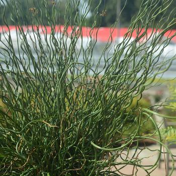 Juncus effusus 'Big Twister' 