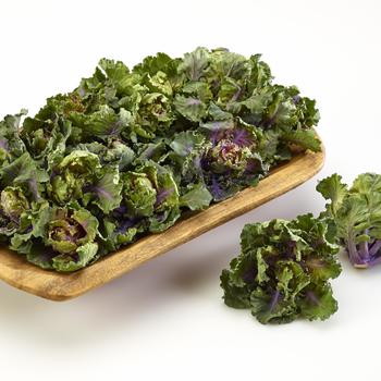 Brassica oleracea 'Autumn Star' 