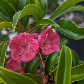 Kalmia latifolia 'Show Time' (306831)