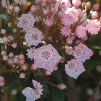 Kalmia 'Tinkerbelle' (306832)