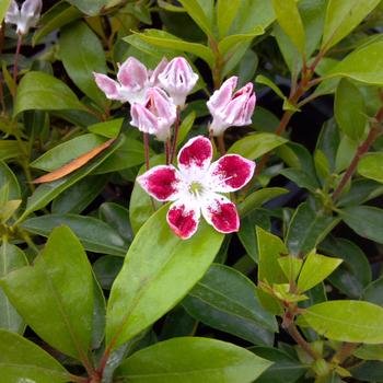 Kalmia latifolia 'Galaxy'