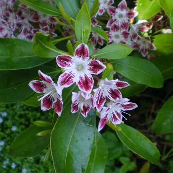 Kalmia latifolia 'Galaxy' (306834)