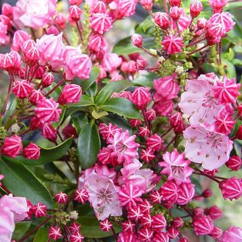 Kalmia latifolia 'Little Linda' 
