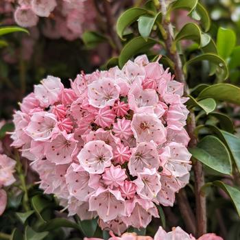 Kalmia latifolia 'Little Linda' (306836)