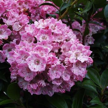 Kalmia latifolia 'Pink Globe'