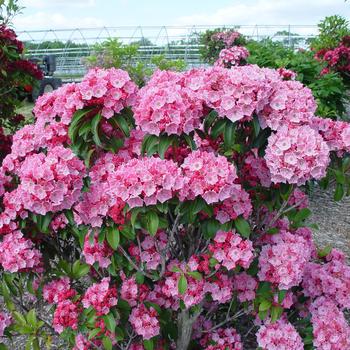Kalmia latifolia 'Pink Globe' (306838)