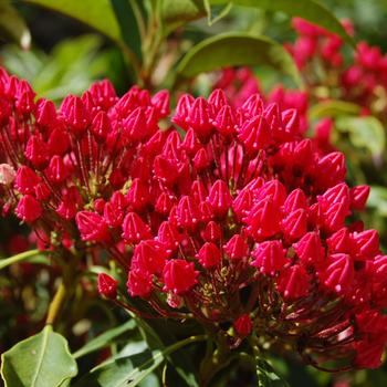 Kalmia latifolia 'Stoplight'