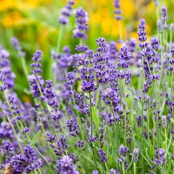 Lavandula angustifolia 'Summer Serenade' PPAF