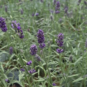 Lavandula angustifolia 'Summer Serenade' (306841)
