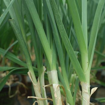 Allium ampeloprasum 'American Flag' 