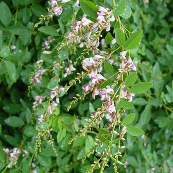 Lespedeza thunbergii 'Edo Shibori'