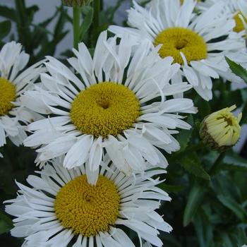 Leucanthemum x superbum 'LaCrosse' USPP23489P2