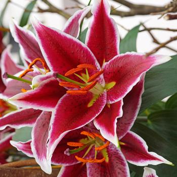 Lilium 'Magny Cours' 