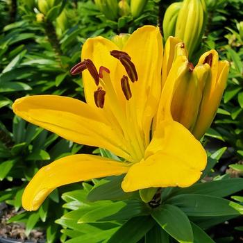 Lilium asiaticum 'Charlotte's Joy' 